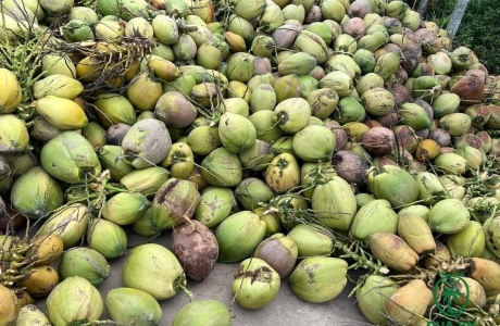 xuat-khau-dua-lan-dau-vuot-ty-usd