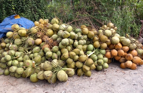 nganh-dua-nguy-co-thieu-nguyen-lieu-nghiem-trong