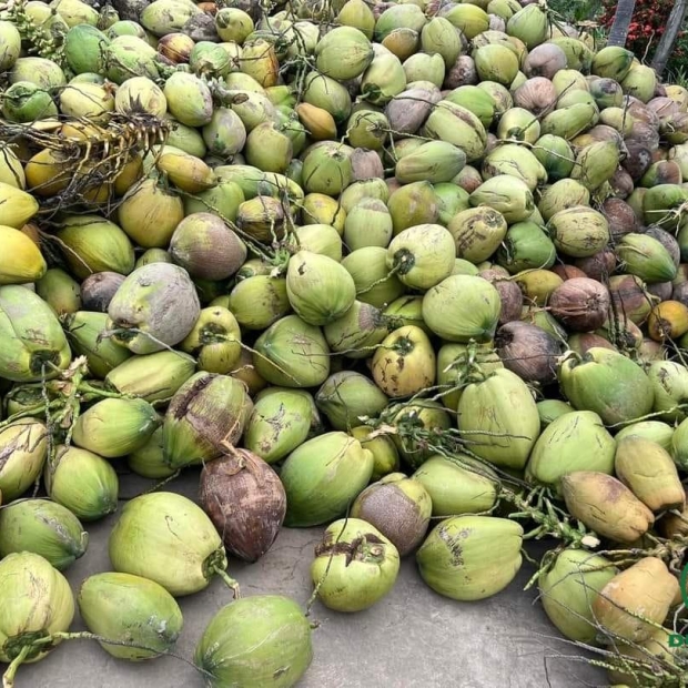 Dừa khô