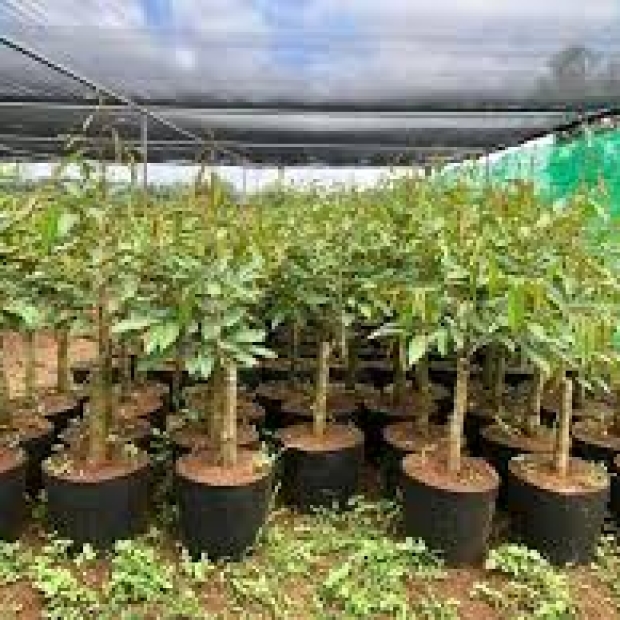 cây giống sầu riêng